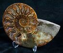 Beautiful Split Ammonite (Half) #5653-2